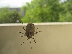 Insecte sur fenêtre 02